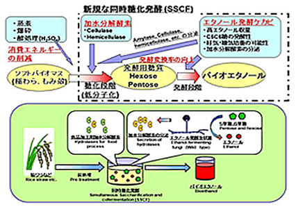 しらさぎプロジェクト ｜ 星野 一宏 富山大学